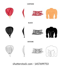 Vector design of fiber and muscular sign. Set of fiber and body vector icon for stock.