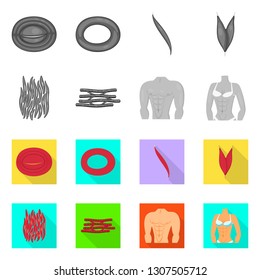 Vector design of fiber and muscular symbol. Collection of fiber and body  vector icon for stock.