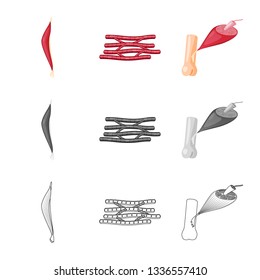 Vector design of fiber and muscular symbol. Set of fiber and body  vector icon for stock.