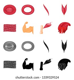 Vector design of fiber and muscular symbol. Collection of fiber and body  stock vector illustration.