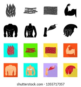 Vector design of fiber and muscular symbol. Collection of fiber and body  vector icon for stock.