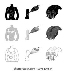 Vector design of fiber and muscular symbol. Set of fiber and body  stock symbol for web.