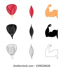 Vector design of fiber and muscular symbol. Collection of fiber and body  stock symbol for web.