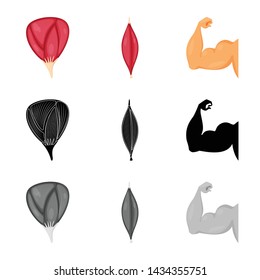 Vector design of fiber and muscular symbol. Set of fiber and body stock symbol for web.