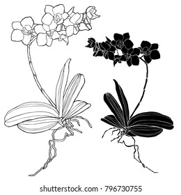Vector design with flowers orchid. 
In black and white style.
Can be used for printing on paper, stickers, badges, bijouterie, tattoo.
