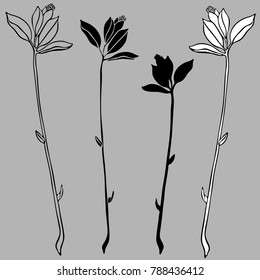 Vector design with flowers Polygala. 
In black and white style.
Can be used for printing on paper, stickers, badges, bijouterie, tattoo.