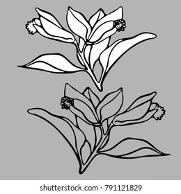 Vector design with flowers Polygala. 
In black and white style.
Can be used for printing on paper, stickers, badges, bijouterie, tattoo.