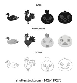 Vector design of funny and poultry sign. Set of funny and farming stock vector illustration.