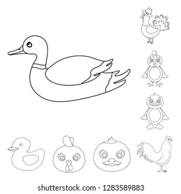 Vector design of funny and poultry symbol. Set of funny and farming vector icon for stock.