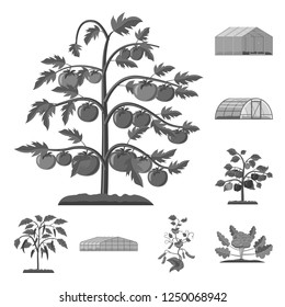 Vector design of greenhouse and plant logo. Set of greenhouse and garden vector icon.