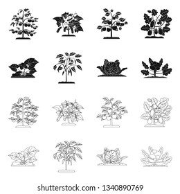 Vector design of greenhouse and plant logo. Set of greenhouse and garden stock vector illustration.