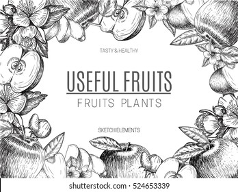 Vector design of hand drawn apple. Vintage sketch style illustration. Organic eco food. Whole , sliced pieces half,leaves and flowers leave sketch. Fruit engraved style illustration.
