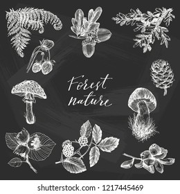 Vector design with hand drawn branch, leaves, mushrooms, fern, berries, acorn and oak leaves, cone, nuts and fir branch. Vintage botanical elements on chalkboard. Retro template. Forest plants