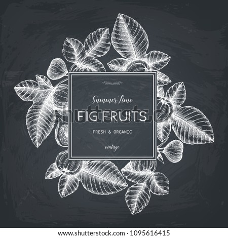 Vector design with hand drawn figs sketch. Vinatge frame with botanical illustration of fig fruit branch. Retro template with summer elements on chalkboard