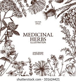 Vector design with hand drawn  herbs. Decorative background with vintage medicinal herbs sketch. 