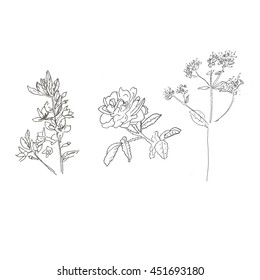 Vector design with hand drawn herbs isolated on white. Organic plants sketch background.  