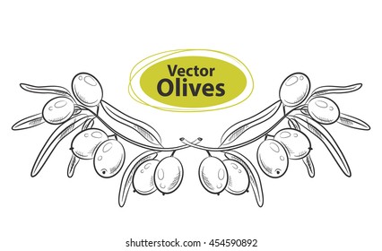 Vector design with hand drawn olive tree twigs.Hand drawn sketch - collection of olive branches and olive berries. Great design elements for olive oil products.