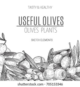 Vector design of hand drawn olives. Vintage sketch style illustration. Organic eco food. Whole , sliced pieces half,leaves and flowers leave . Fruit engraved