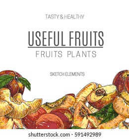 Vector design of hand drawn peach. Vintage sketch style illustration. Organic eco food. Whole , sliced pieces half,leaves and flowers leave sketch. Fruit engraved style illustration.