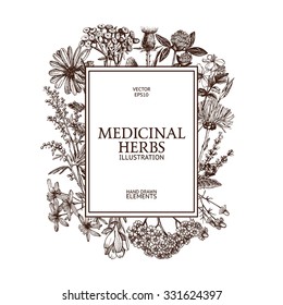 Vector design with hand drawn spices and herbs. Retro background with vintage medicinal herbs sketch. 