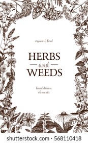 Diseño vectorial con plantas medicinales esbozadas a mano . Marco vintage con hierbas y maleza. Plantilla floral aislada en blanco.