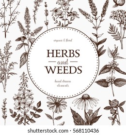 Vector design with hand sketched medicinal plants . Vintage frame with herbs and weeds sketch. Floral template isolated on white.
