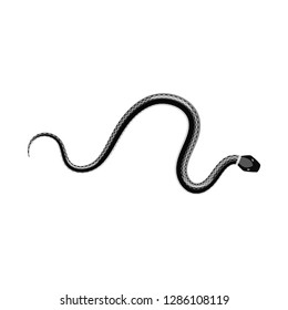 Vector design of harm and bite logo. Collection of harm and reptile stock vector illustration.