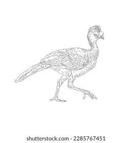 Vector design of hoco pheasant in line art style flat art