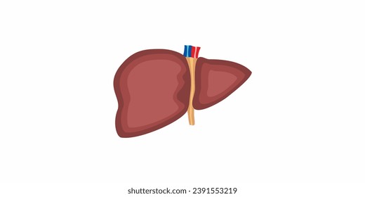 vector design of human liver organ