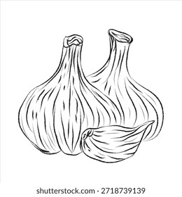 vector design ideal for packaging design, food branding, product design, and label design, EPS format, doodle hand-drawn icon set, outline drawing, outline drawing for garlic set, vector, vector garlic line art, hand-painting set