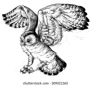 Vector design. Illustration. Hand drawing of a flying owl.