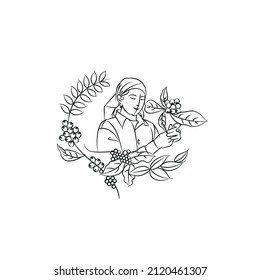 vector design illustration of harvesting coffee beans from the plant