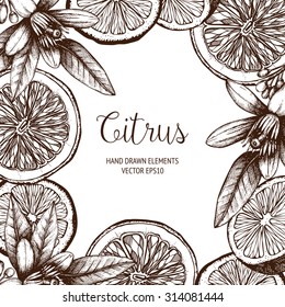 Vector design with ink hand drawn orange fruit, flowers and leaves sketch. Vintage citrus background isolated on white