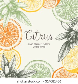 Vector Design With Ink Hand Drawn Orange Fruit, Flowers And Leaves Sketch. Vintage Citrus Background In Pastel Colors