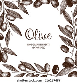 Vector design  with ink hand drawn olive tree twigs. Vintage  olive background