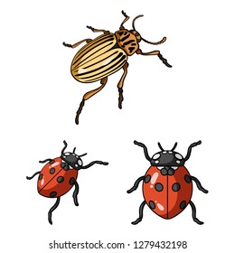 Vector design of insect and beetle sign. Collection of insect and halloween stock symbol for web.