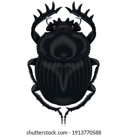 Vector design of an insect, dung beetle, all on white background