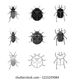 Vector design of insect and fly symbol. Set of insect and element stock vector illustration.