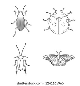 Vector design of insect and fly symbol. Set of insect and element stock vector illustration.