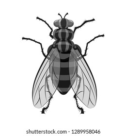 Vector design of insect and fly symbol. Set of insect and element stock symbol for web.