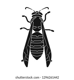 Vector design of insect and fly symbol. Collection of insect and element stock vector illustration.