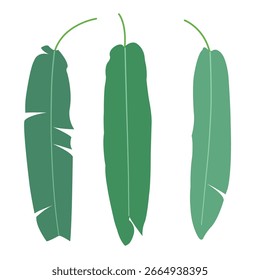 Design vetorial inspirado em folhas de bananeira.