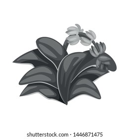 Vector design of leaf and banana sign. Collection of leaf and jungle stock vector illustration.