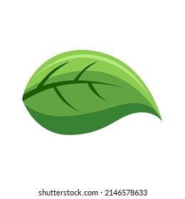 vector design, leaf shape illustration