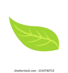 vector design, leaf shape illustration