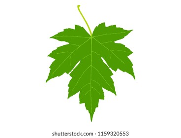 vector design of leaf tracing object draw
