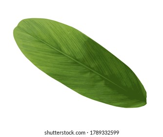 Vector design Leaves with a white background