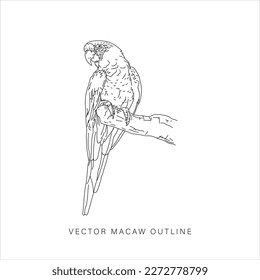 Vector design of a macaw in line art style flat art