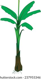 vector design of a mature banana tree ready to bear fruit