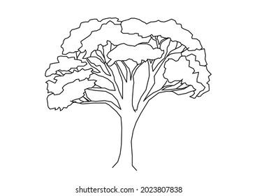 Vector design of a mature big tree sketch